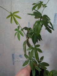 #3: Укоренённый черенок