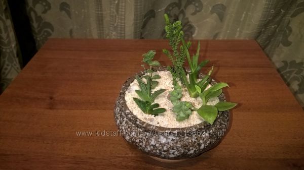 Подарок интересные растения в керамической вазе