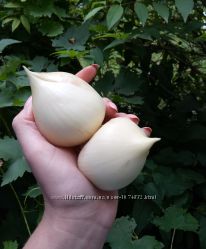 Лук - чеснок афлатунский / луковицы  для посадки 