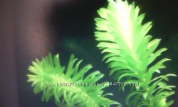 Водоросли аквариумные растения элодея