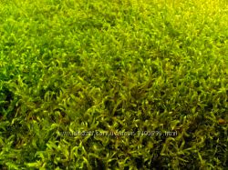 Зелёный лесной мох для улиток Ахатин 