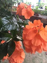  кроссандра-оранжевая красавица